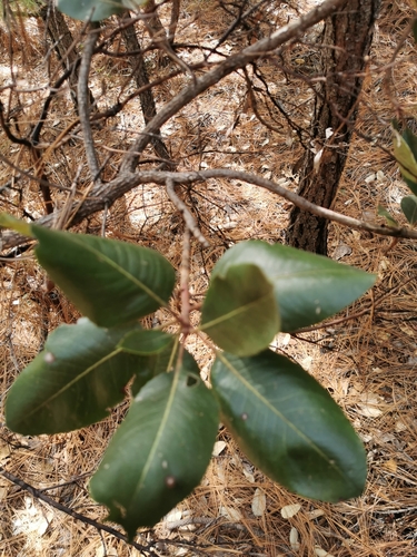 Arbutus madrensis (Arbutus madrensis)