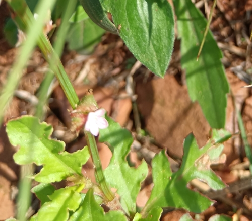 Star stalk (Oxygonum sinuatum)