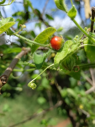 Stinky Haap (Kedrostis foetidissima)