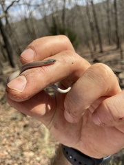 Virginia valeriae elegans