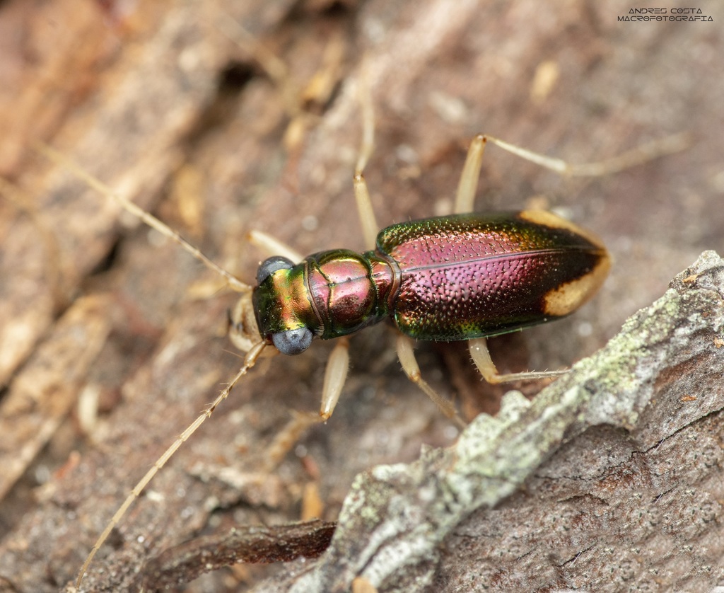 Neotetracha