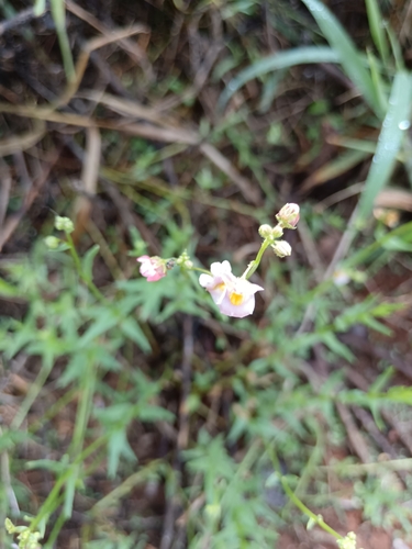 Nemesia fruticans (Nemesia fruticans)