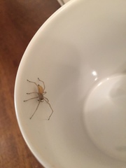 Cheiracanthium mildei