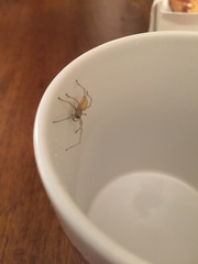 Cheiracanthium mildei