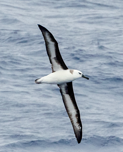 Thalassarche chrysostoma, 2026-03-19