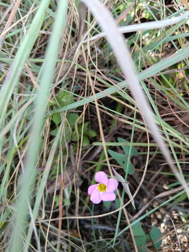 Skewleaf Sorrel (Oxalis obliquifolia)