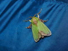Parasa shirakii