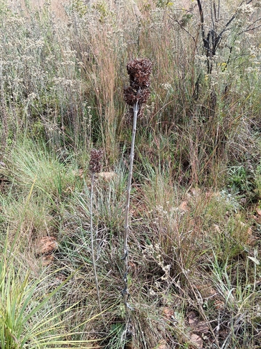 Kalanchoe thyrsiflora, photograph 5