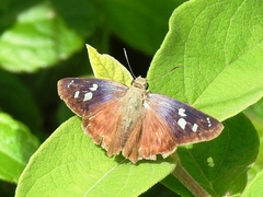 Polygonus savigny savigny