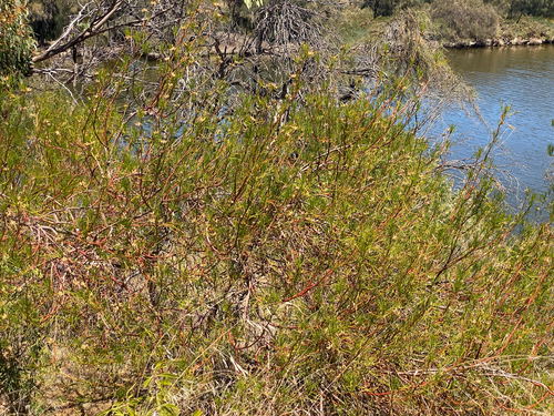 Native Hibiscus (Alyogyne hakeifolia)