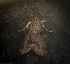 Lophoptera hemithyris