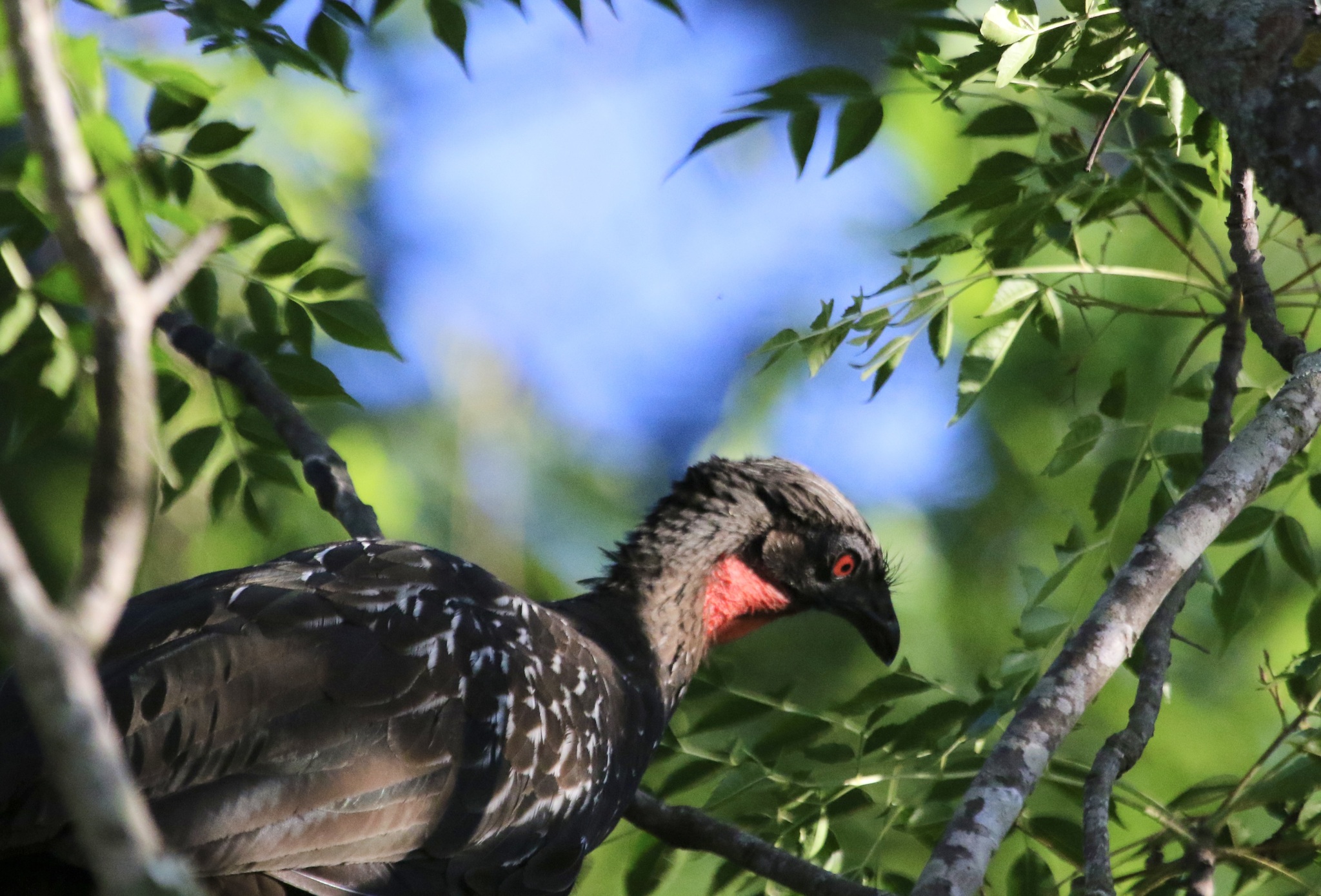 Yungas Guan (Penelope bridgesi), photo 2