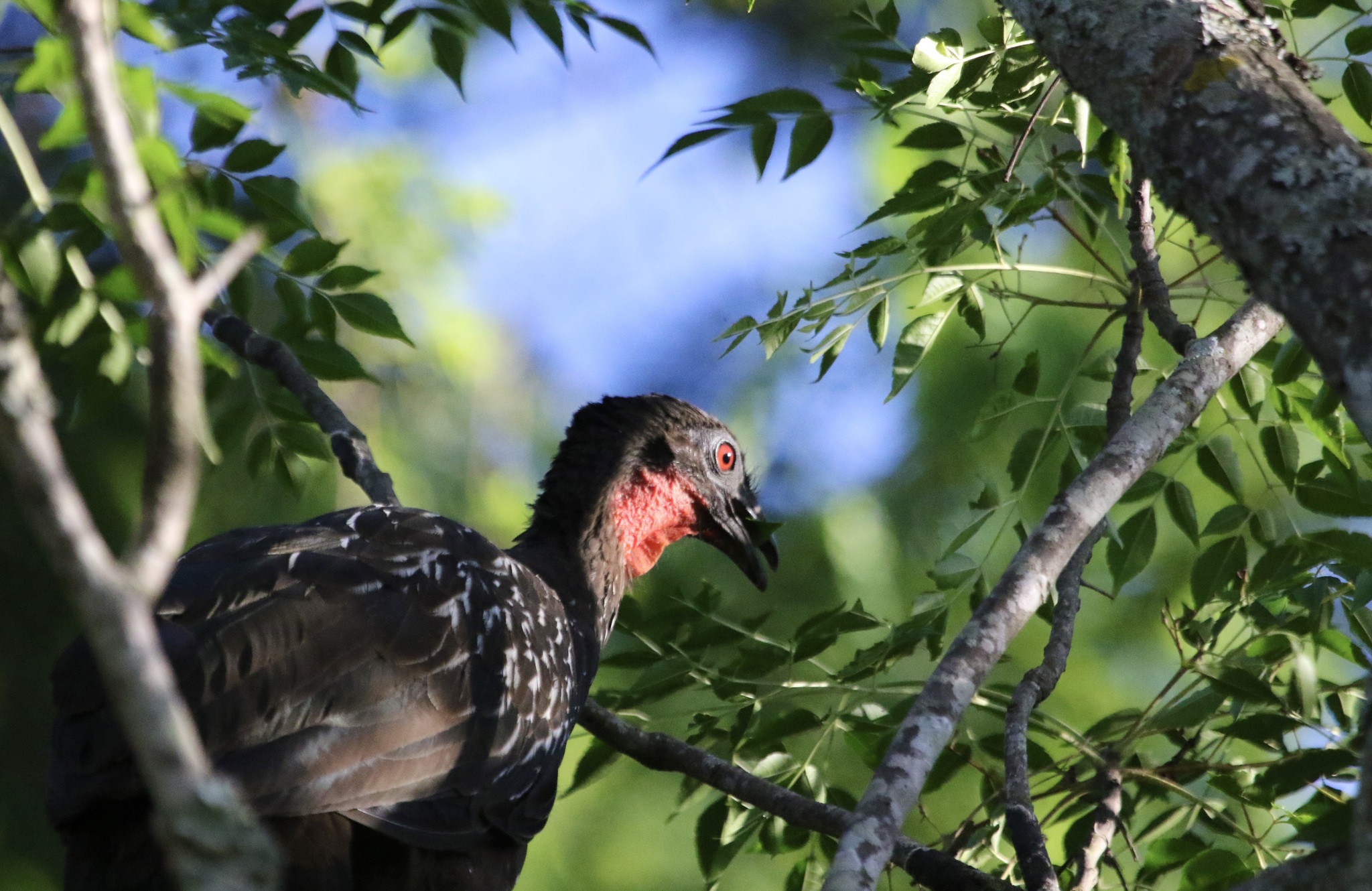 Yungas Guan (Penelope bridgesi), photo 1