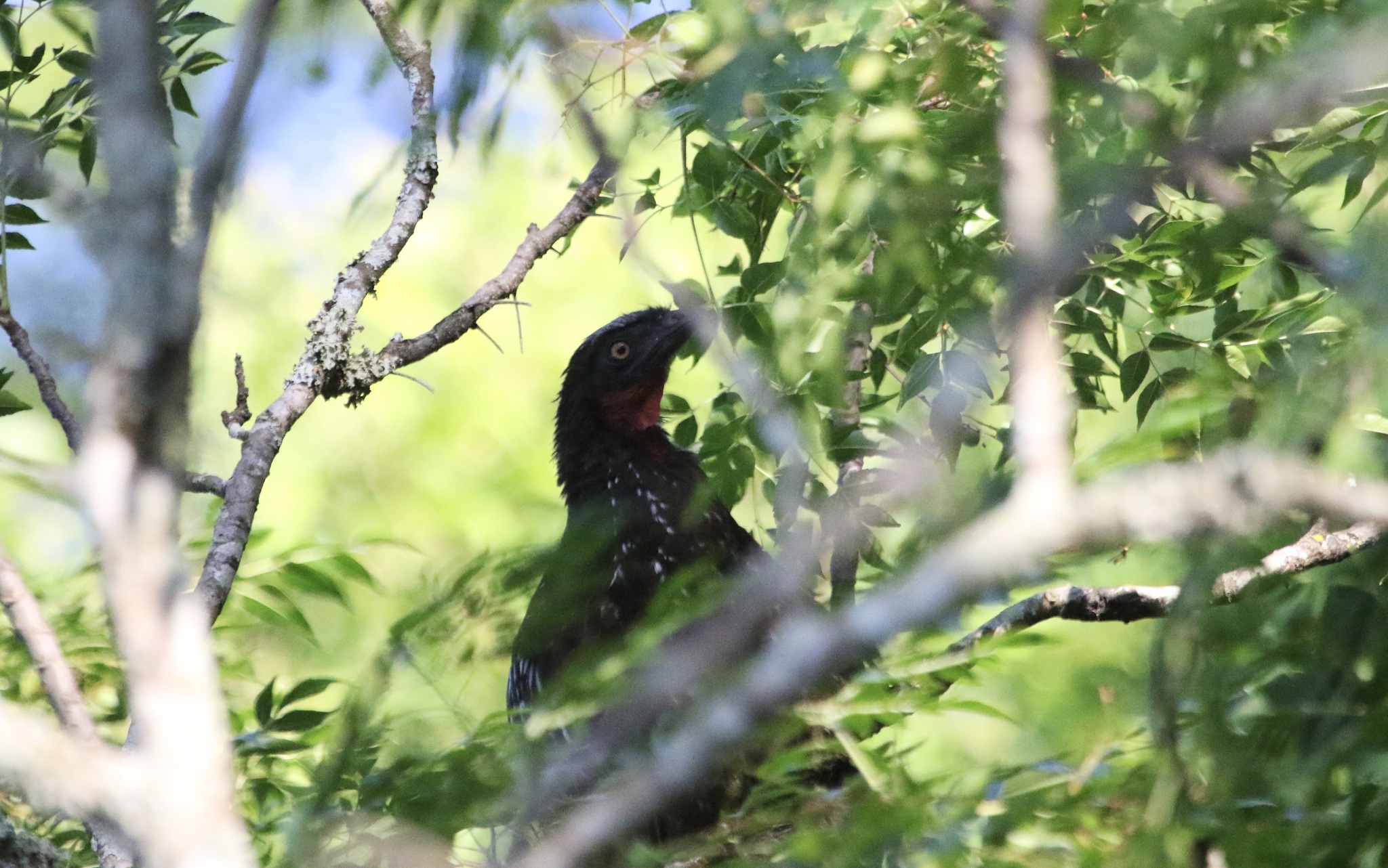 Yungas Guan (Penelope bridgesi), photo 4