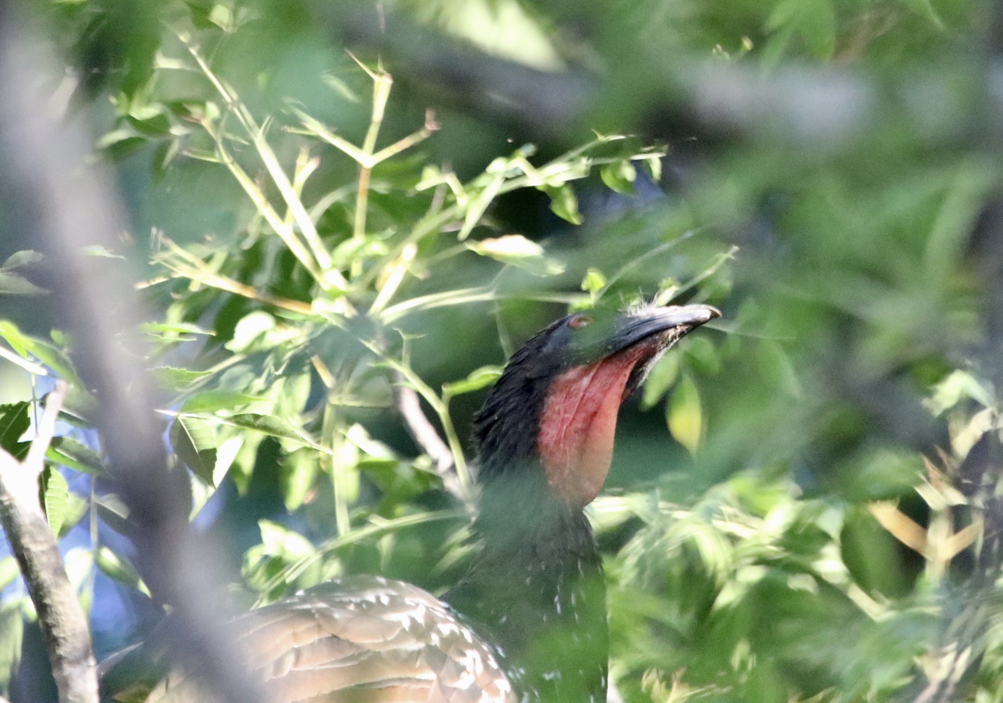 Yungas Guan (Penelope bridgesi), photo 3