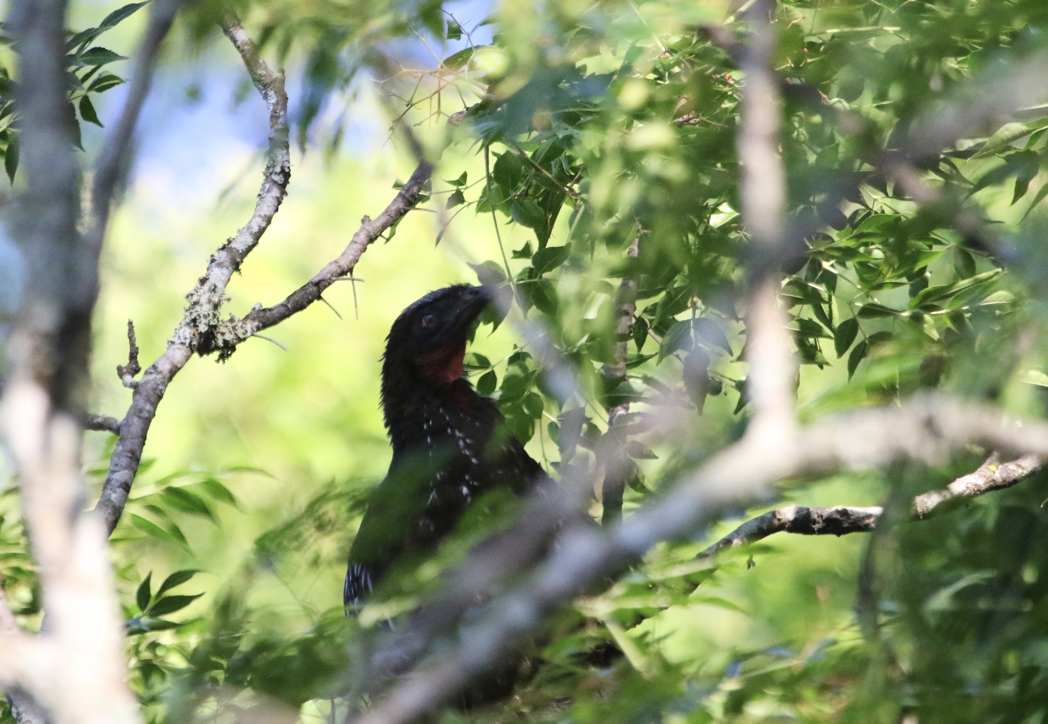 Yungas Guan (Penelope bridgesi), photo 5
