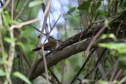 Ochre-cheeked Spinetail (Synallaxis scutata), photo 6