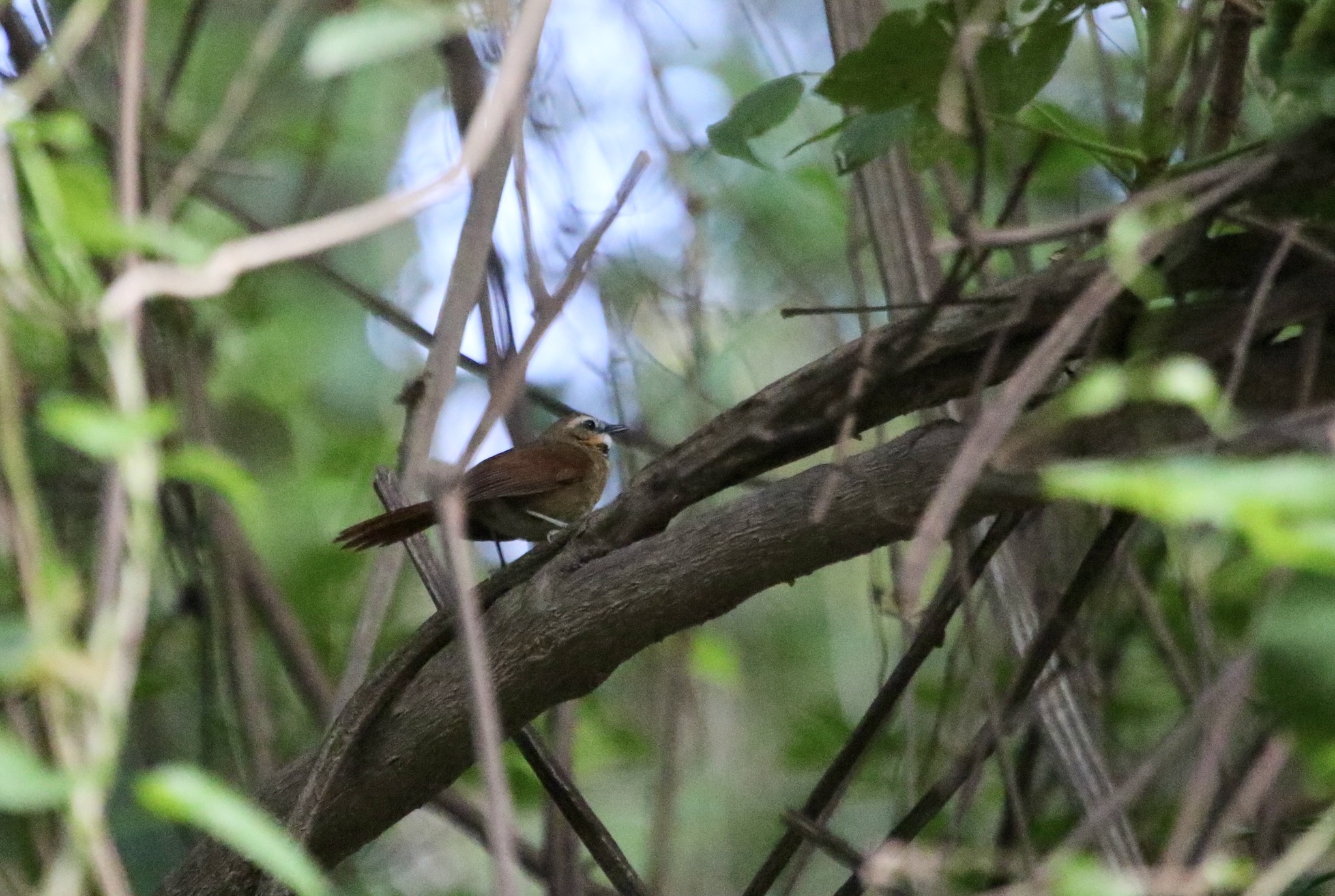 Ochre-cheeked Spinetail (Synallaxis scutata), photo 6