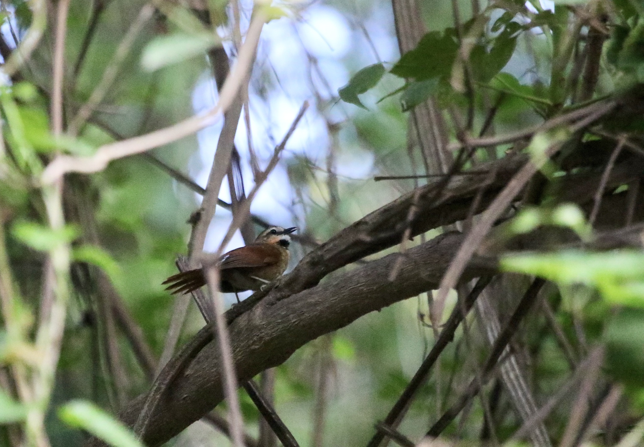 Ochre-cheeked Spinetail (Synallaxis scutata), photo 5