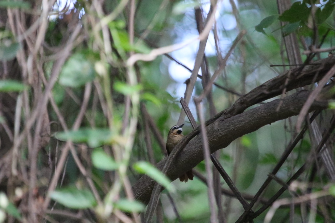 Ochre-cheeked Spinetail (Synallaxis scutata), photo 7