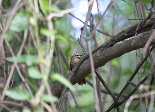 Ochre-cheeked Spinetail (Synallaxis scutata), photo 4