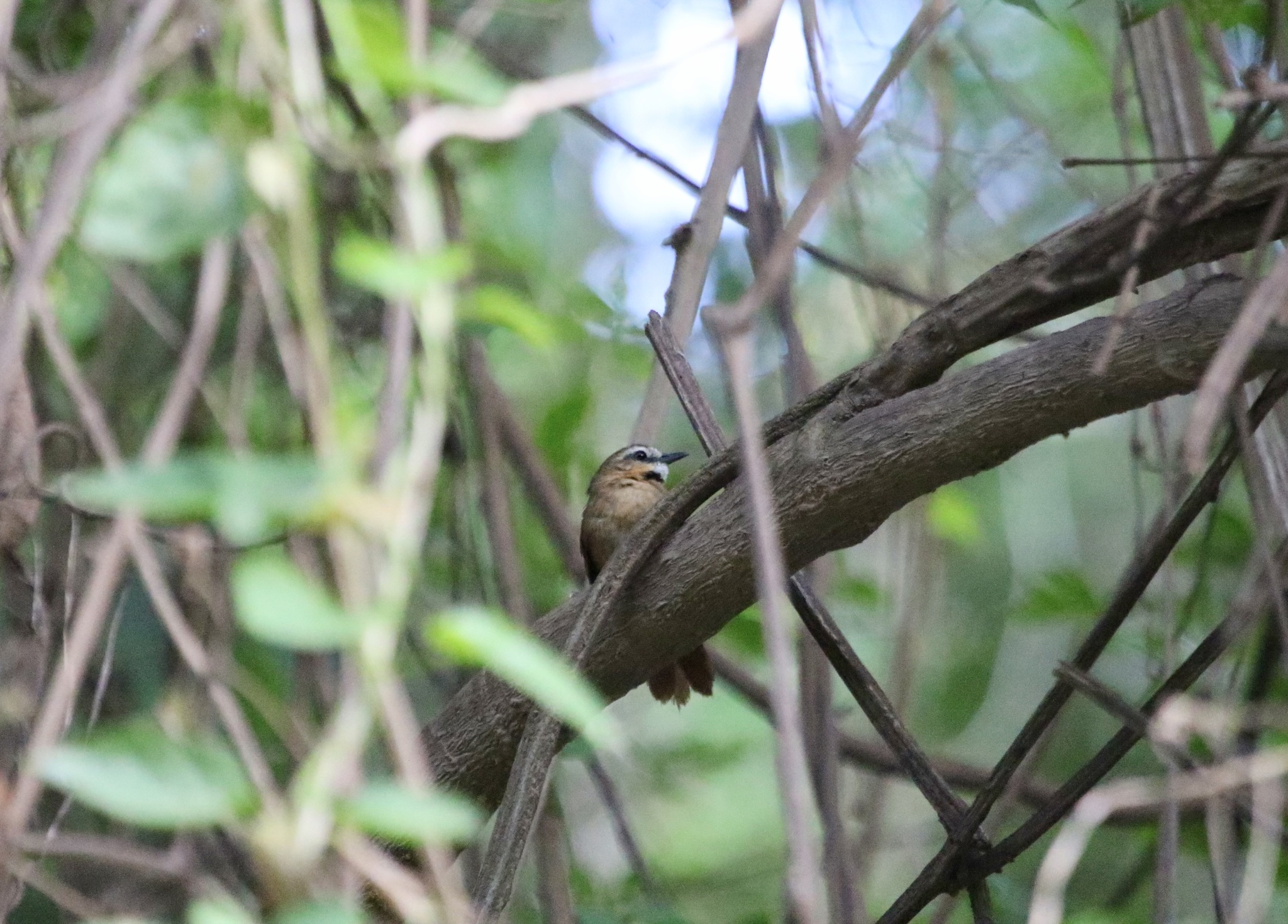 Ochre-cheeked Spinetail (Synallaxis scutata), photo 4