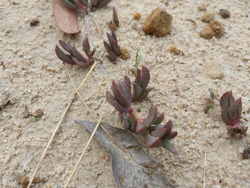 Creeping Brightfig (Lampranthus reptans)