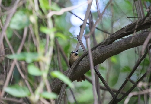 Ochre-cheeked Spinetail (Synallaxis scutata)
