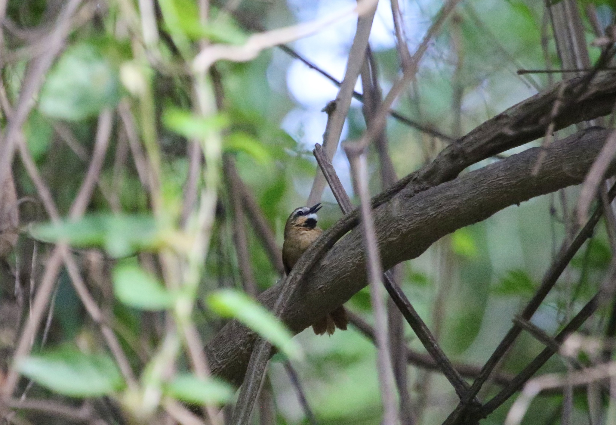 Ochre-cheeked Spinetail (Synallaxis scutata), photo 1