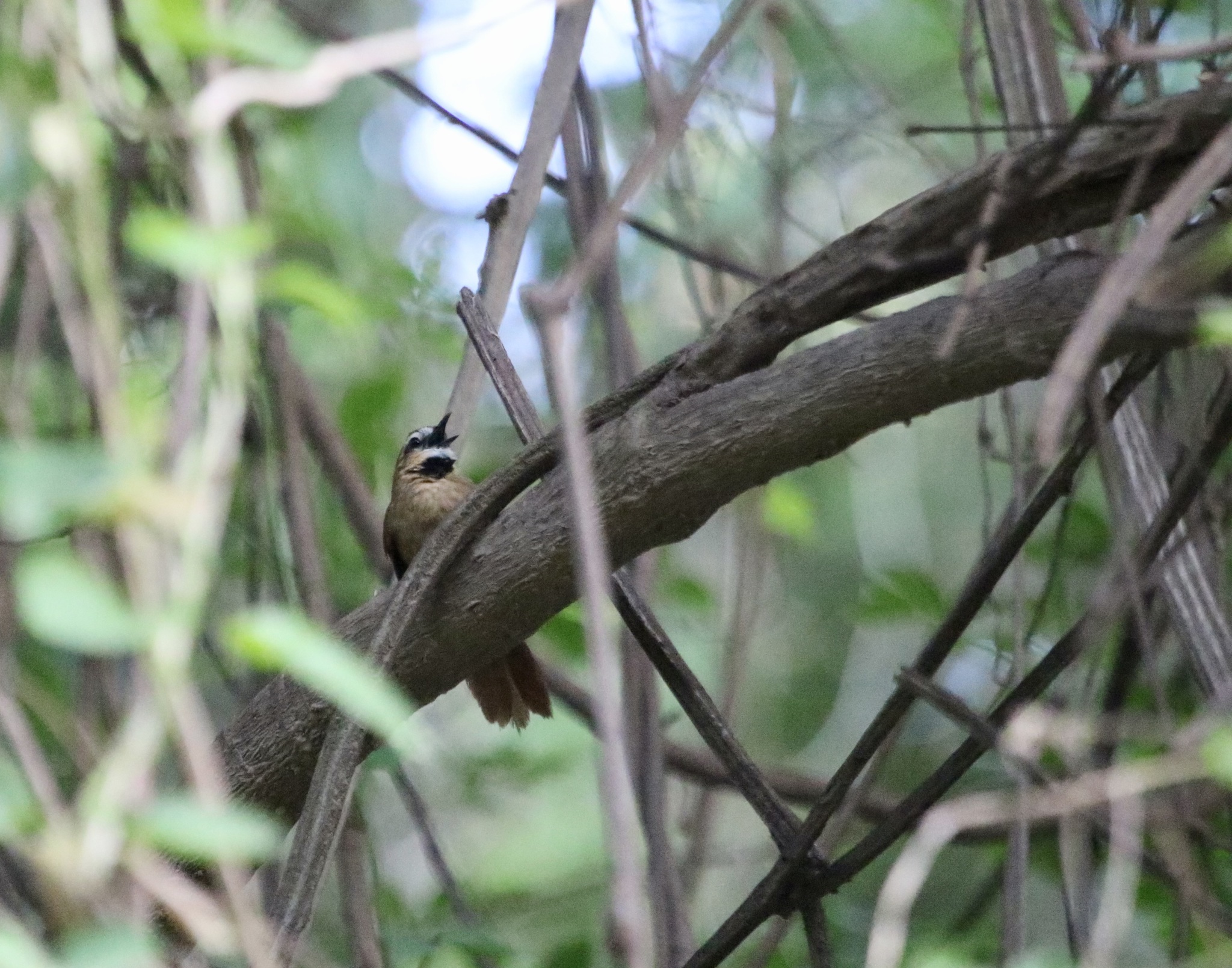 Ochre-cheeked Spinetail (Synallaxis scutata), photo 2