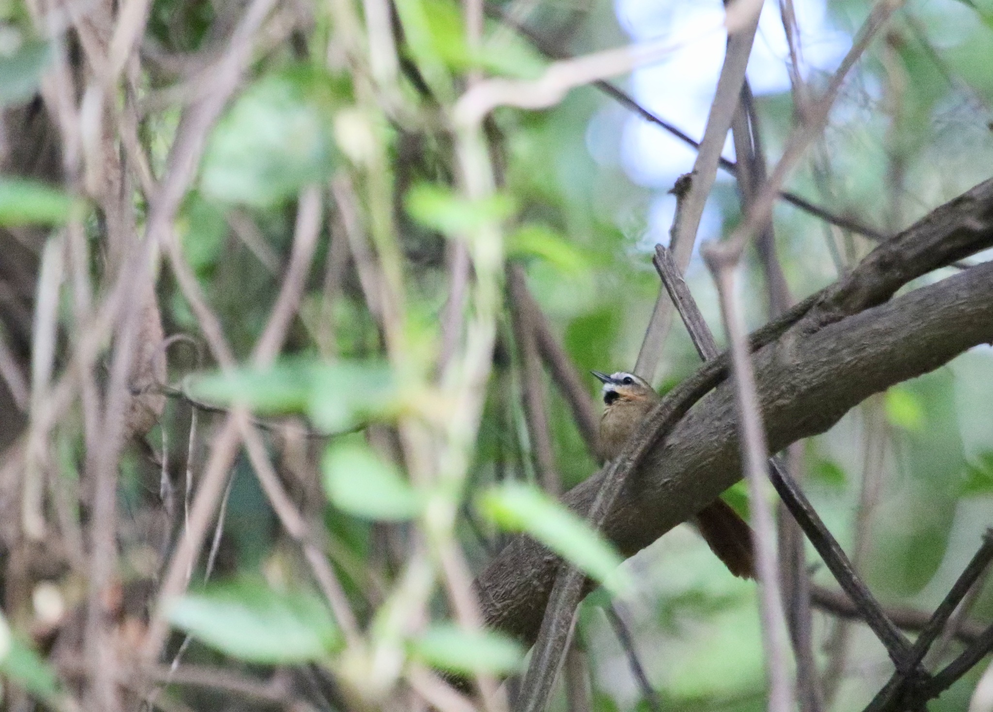 Ochre-cheeked Spinetail (Synallaxis scutata), photo 9