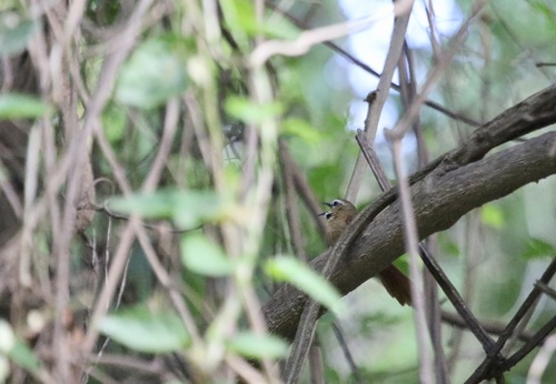 Ochre-cheeked Spinetail (Synallaxis scutata), photo 10