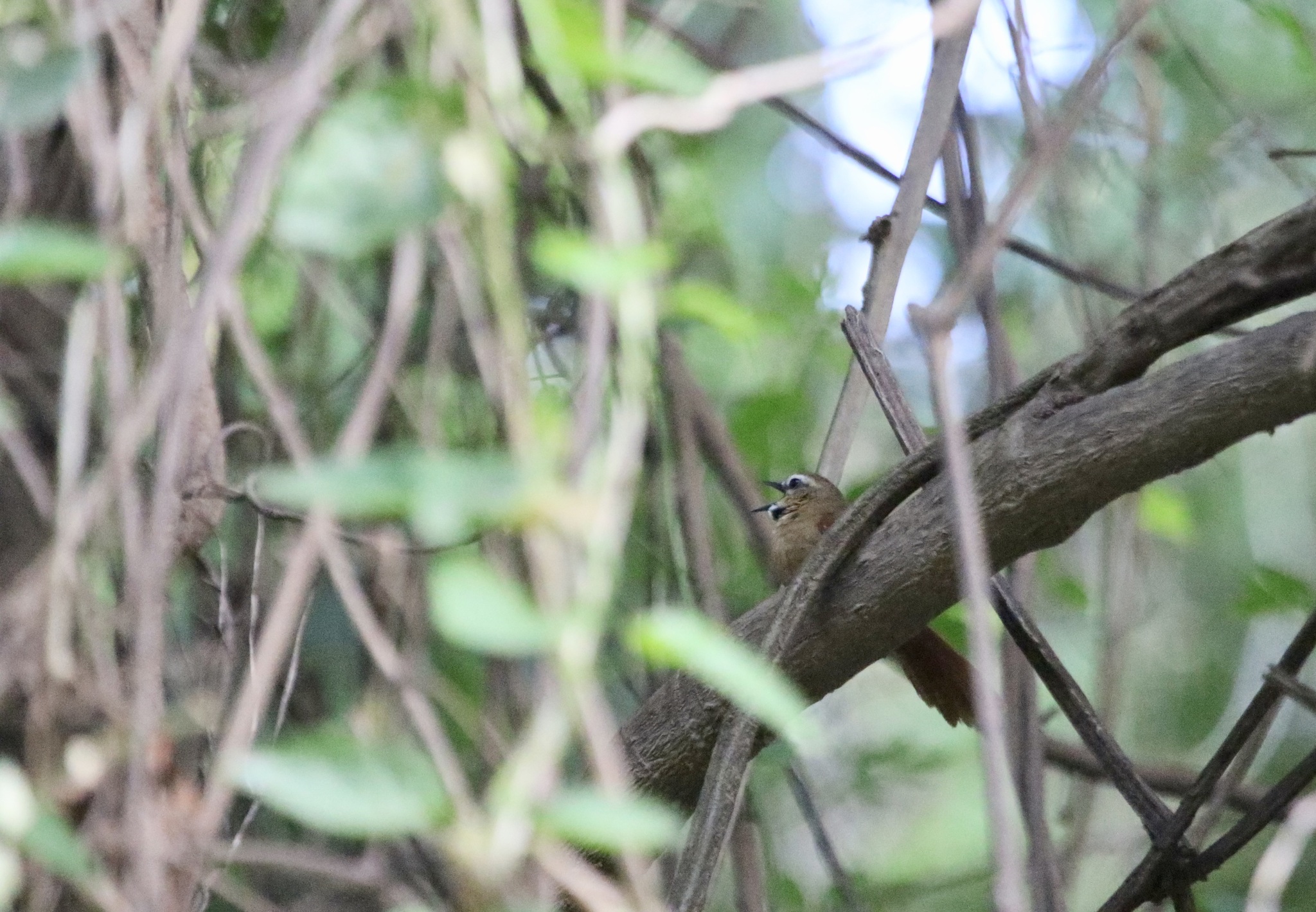 Ochre-cheeked Spinetail (Synallaxis scutata), photo 10