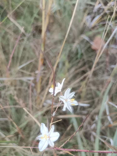 Chlorophytum cooperi, photograph 4