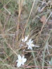 Chlorophytum cooperi, photograph (c) Hildegard Klein, some rights reserved (CC BY)