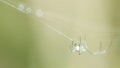 Leucauge