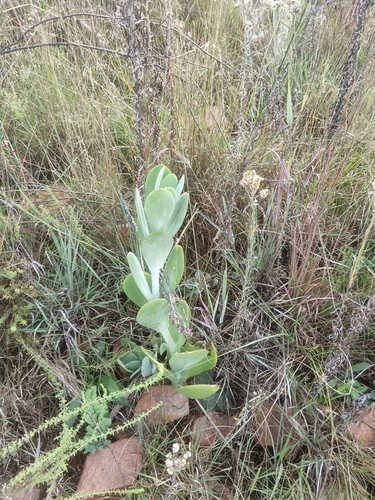 Flapjacks (Kalanchoe thyrsiflora)