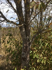 Cerasus