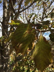Cerasus