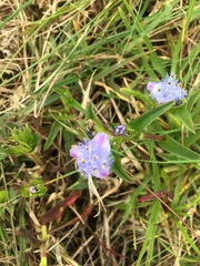 Cyanotis speciosa