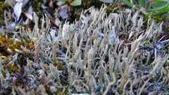 Cladonia cornuta