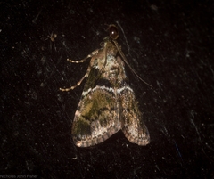 Orthaga atribasalis
