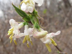 Lonicera harae