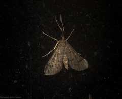 Piletocera macroperalis