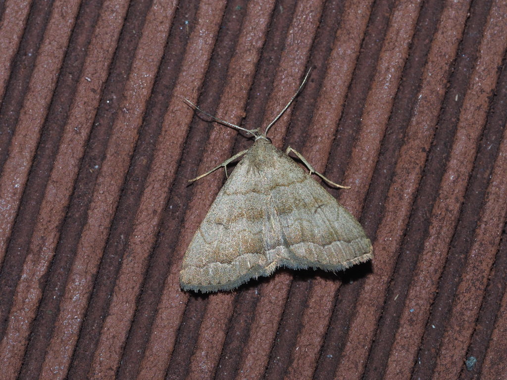 Herminia vermiculata