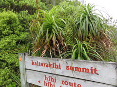 Dracophyllum traversii