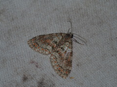Trichopterigia sanguinipunctata