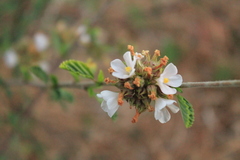 Melochia parvifolia