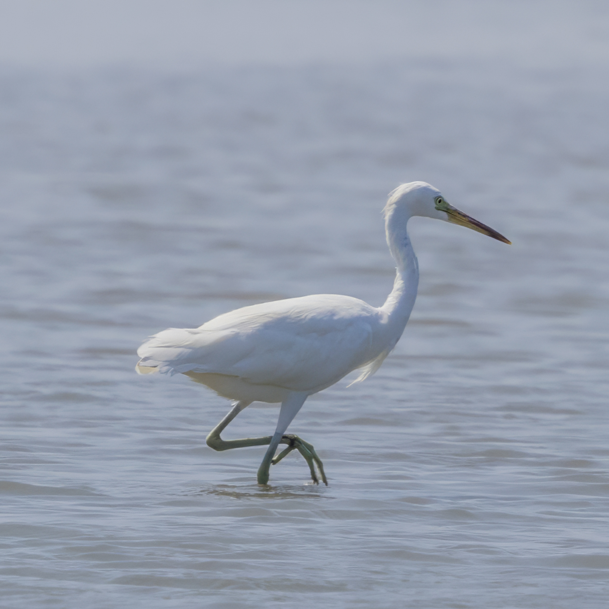 Chinese Egret (Egretta eulophotes), photo 3