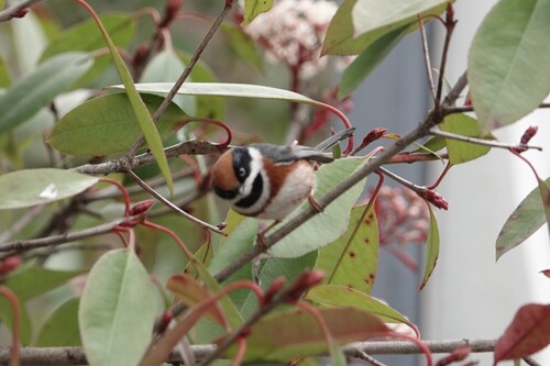 Black-throated Tit